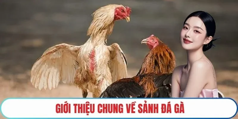 Giới thiệu chung về sảnh đá gà